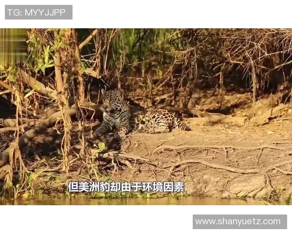 乌鸦与美洲虎的智慧与力量之争谁能在自然界中胜出